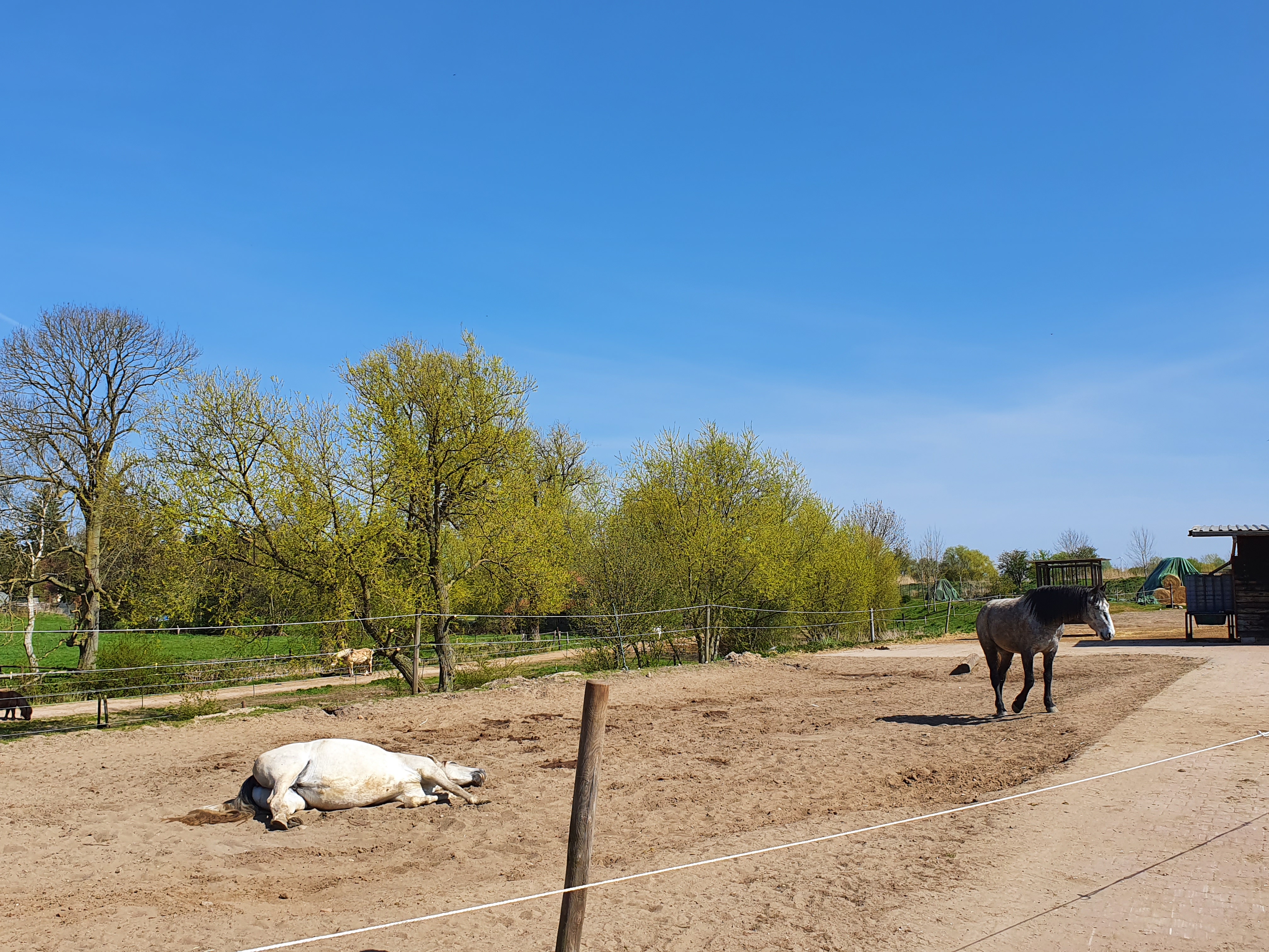 Die Offenstallherde im Frühjahr 2020. Einige Offenstallpferde aus der Gruppe am Deich wechseln über die Sommermonate in die Weidegruppen (Vollweide oder Diätgruppe) und kehren im Herbst zurück in die Offenstallgruppe.